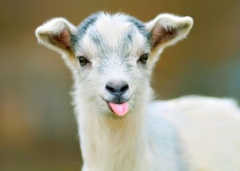 Идея для бизнеса: Владелица фермы в Великобритании устроила zoom с … козами | VIDEO