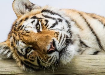 Нападение тигра в столичном зоопарке: Создана специальная комиссия