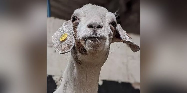 Un antreprenor din Marea Britanie a venit cu o idee năstrușnică – Zoom cu caprele