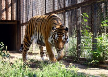 Ce spune directorul Grădinii Zoologice despre atacul tigrului asupra angajatului