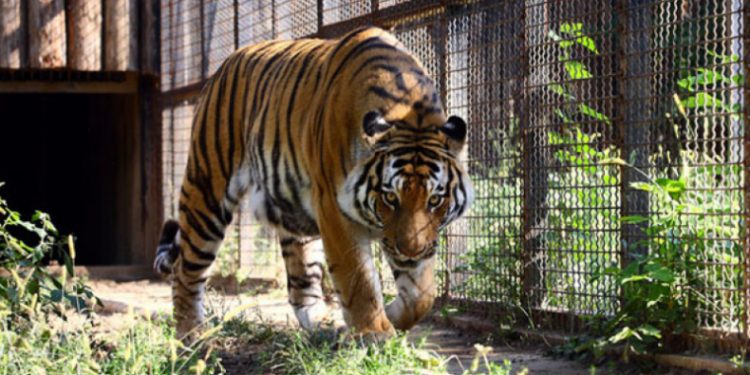 Ce spune directorul Grădinii Zoologice despre atacul tigrului asupra angajatului