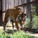 Ce spune directorul Grădinii Zoologice despre atacul tigrului asupra angajatului