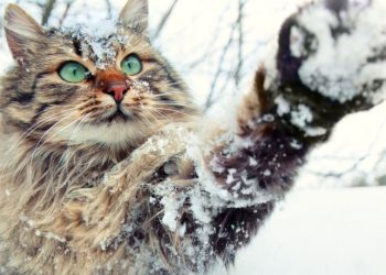 Unii cu săniuțele la plimbare, alții cu umbrelele. Ce temperaturi se prevăd în weekend