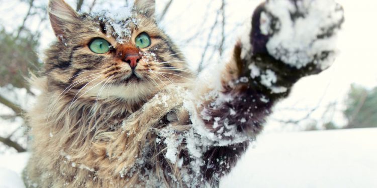 Unii cu săniuțele la plimbare, alții cu umbrelele. Ce temperaturi se prevăd în weekend