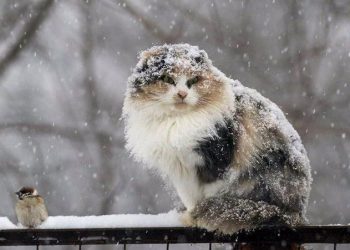 Cum va fi vremea săptămâna viitoare? Meteorologii prognozează până la −18°С