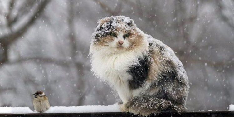 Cum va fi vremea săptămâna viitoare? Meteorologii prognozează până la −18°С