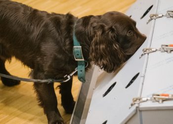 Câini dresaţi să detecteze „mirosul de Covid” cu o precizie de 94% în Germania