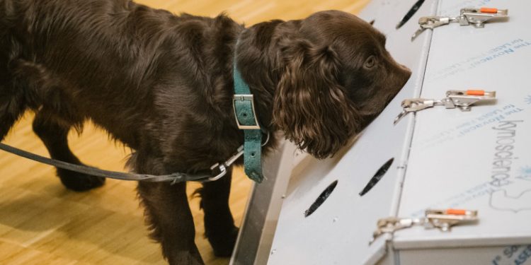 Câini dresaţi să detecteze „mirosul de Covid” cu o precizie de 94% în Germania