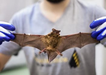 O nouă ipoteză: Echipa de anchetă a OMS nu mai crede că liliecii ar fi de vină pentru pandemia de Covid