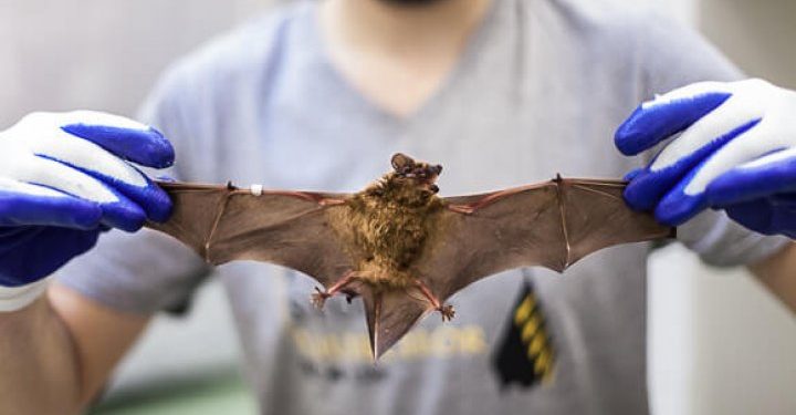 O nouă ipoteză: Echipa de anchetă a OMS nu mai crede că liliecii ar fi de vină pentru pandemia de Covid