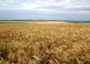 Experții bat alarma: Producția unor culturi cerealiere s-ar putea reduce în Moldova | VIDEO