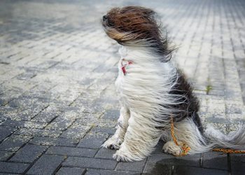 Codul Galben de intensificare a vântului a intrat în vigoare în această seară