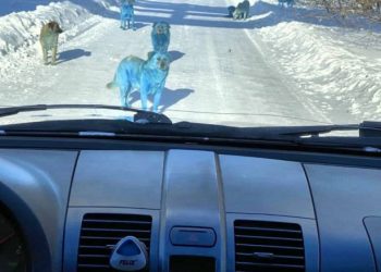 O haită de câini cu blana albastră stârnește îngrijorare într-un oraș din Rusia