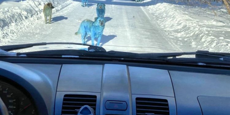 O haită de câini cu blana albastră stârnește îngrijorare într-un oraș din Rusia