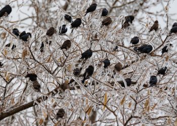 Animalele sălbatice, grav afectate de valul de aer polar care a lovit Texas: mii de păsări, pești și broaște țestoase au înghețat