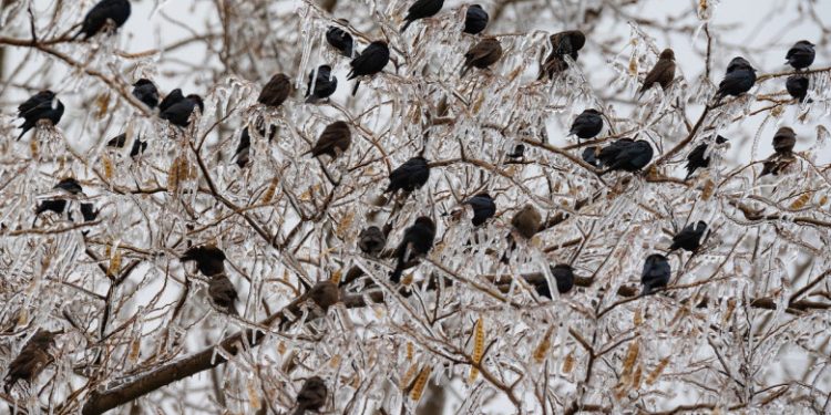 Animalele sălbatice, grav afectate de valul de aer polar care a lovit Texas: mii de păsări, pești și broaște țestoase au înghețat