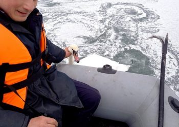 Необычное происшествие: В Рышканах спасатели освободили из ледяного плена лебедя | VIDEO