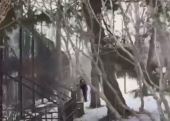 Panică și focuri de armă la Grădina Zoologică: Imagini de la tragedia din weekend. În ce stare este angajatul atacat de tigru | VIDEO