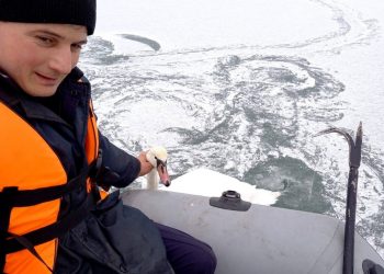 O lebădă blocată în gheața râului Prut, salvată de pompieri