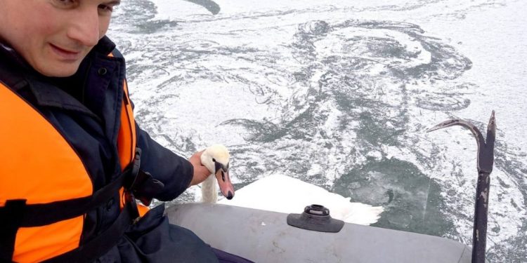 O lebădă blocată în gheața râului Prut, salvată de pompieri