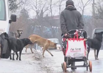 O haită de câini, dintr-un azil improvizat de un bărbat, mușcă și atacă chișinăuienii. Ce spune Primăria | VIDEO