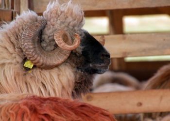 Deținătorii de animale sunt îndemnați să se pregătească pentru subvenționare. De la 1 aprilie, pot depune actele