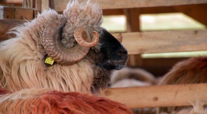 Deținătorii de animale sunt îndemnați să se pregătească pentru subvenționare. De la 1 aprilie, pot depune actele