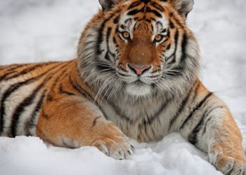 Inspectoratul de Stat al Muncii a pornit o anchetă pentru a afla cine se face vinovat în cazul atacului tigrului asupra angajatului de la Grădina Zoologică | VIDEO