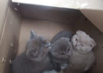 Un bărbat, reținut pentru trafic ilegal cu pisici de rasă