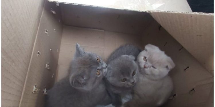 Un bărbat, reținut pentru trafic ilegal cu pisici de rasă