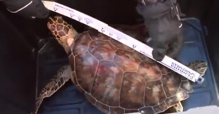 Операция по спасению замерзших черепах: В Техасе волонтеры за три дня собрали примерно 4 с половиной тысячи черепах | VIDEO