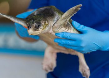 Mii de broaște țestoase din Texas au fost salvate de frig | VIDEO