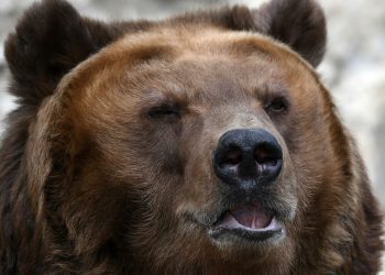 В российском городе поймали гонявшегося за прохожими медведя