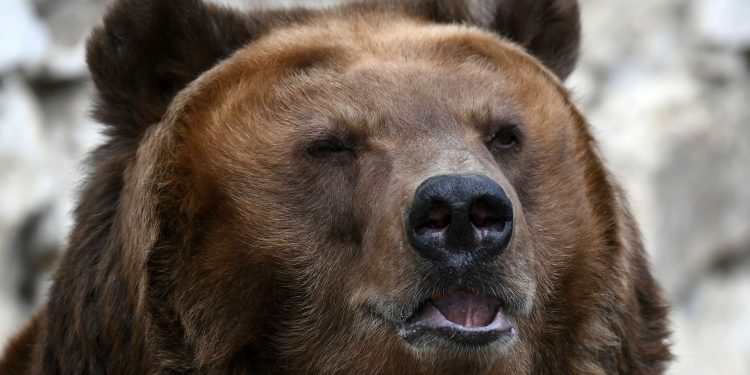 В российском городе поймали гонявшегося за прохожими медведя