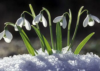 В Молдове усилят защиту редких растений