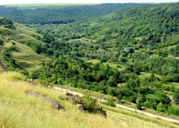 Вырубка леса в Молдове происходит быстрее, чем его восстановление