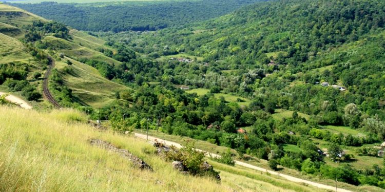 Вырубка леса в Молдове происходит быстрее, чем его восстановление