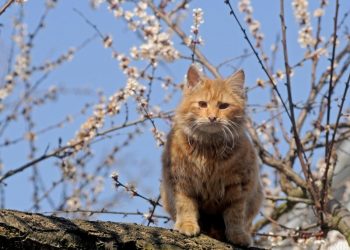 На следующей неделе ожидается до 22 градусов тепла