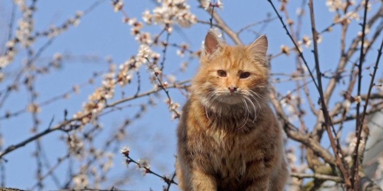 На следующей неделе ожидается до 22 градусов тепла