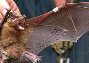 ВОЗ описала путь коронавируса от летучих мышей к людям
