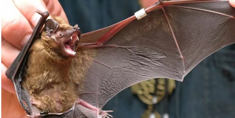 ВОЗ описала путь коронавируса от летучих мышей к людям