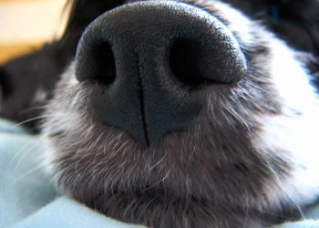 Служебная собака обнаружила партию психотропных веществ