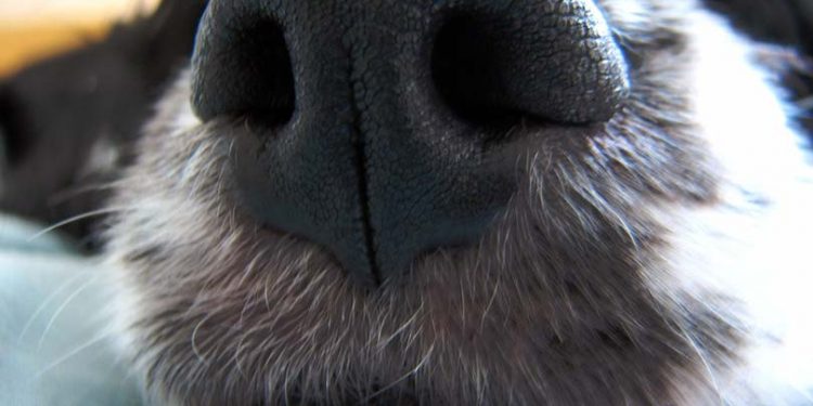 Служебная собака обнаружила партию психотропных веществ