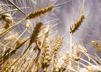 Președintele i-a cerut Guvernului interimar să instituie interdicție temporară la exportul de grâu | VIDEO