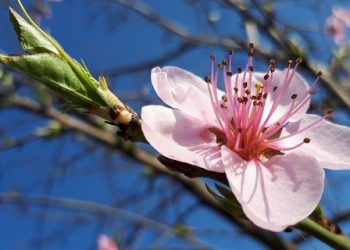 В Молдове потеплеет. Синоптики обещают до +17°С