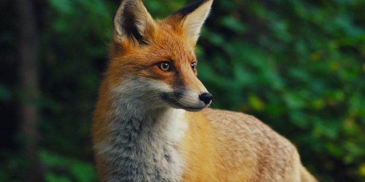 В Молдове подтвержден новый случай бешенства