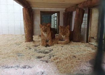 Львам в столичном зоопарке выбрали имена | VIDEO