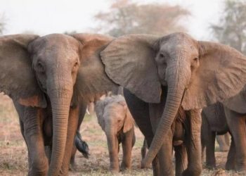 Зимбабве для борьбы с экономическим кризисом решило убивать слонов
