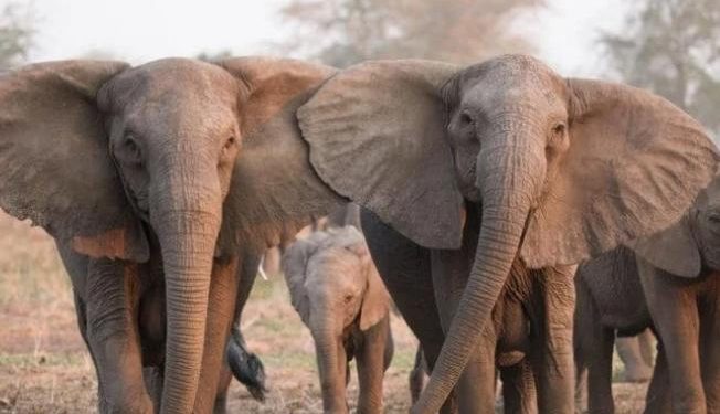 Зимбабве для борьбы с экономическим кризисом решило убивать слонов
