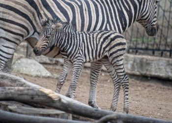 Un pui de zebră s-a născut la Grădina Zoologică din capitală